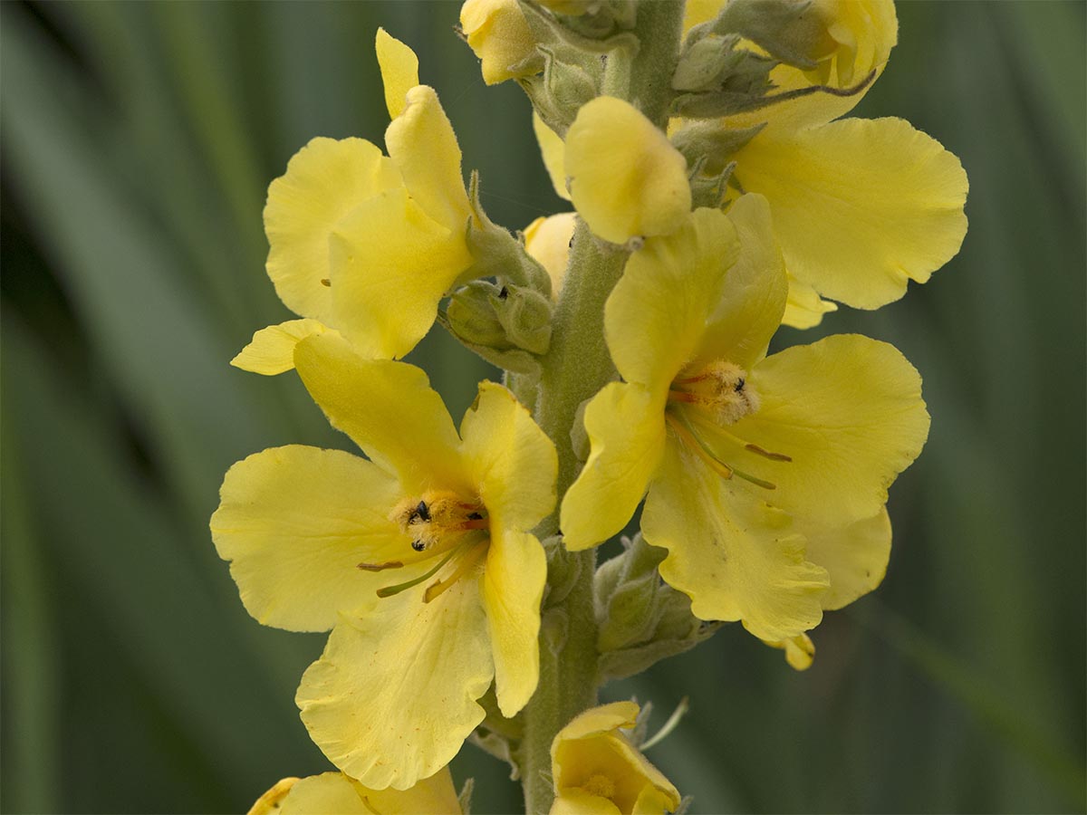 Verbascum phlomoides